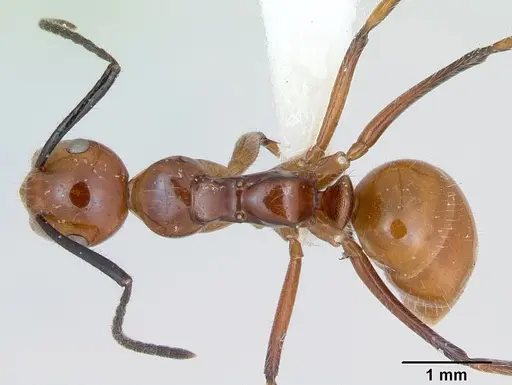 Camponotus constructor - INB0003662435