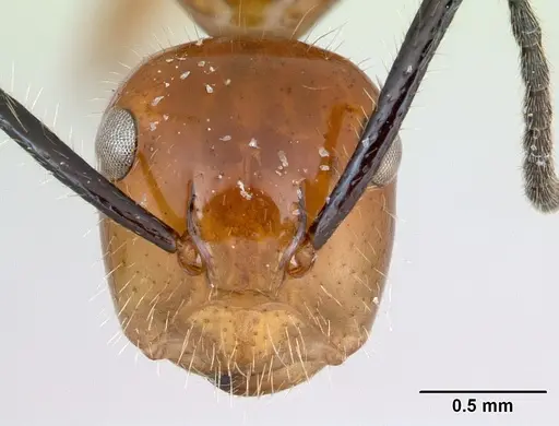 Camponotus constructor - INB0003662435