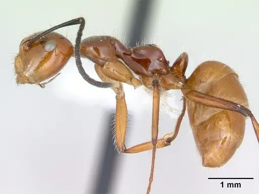 Camponotus constructor - INB0003662435