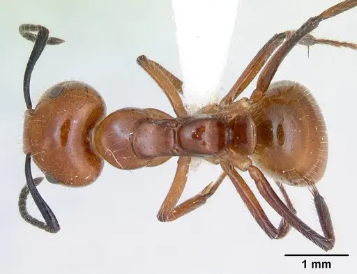 Camponotus constructor - INB0003662437