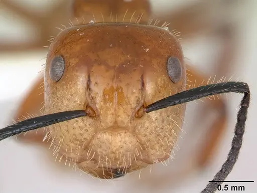 Camponotus constructor - INB0003662437