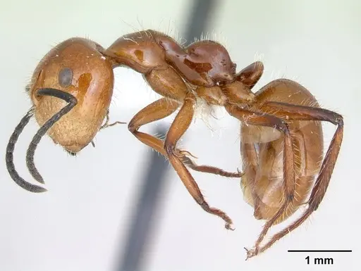 Camponotus constructor - INB0003662437