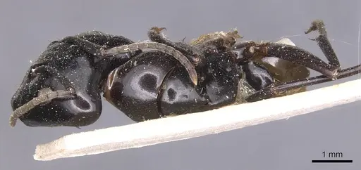 Camponotus contractus specimen