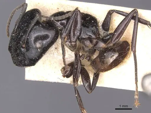 Camponotus contractus specimen