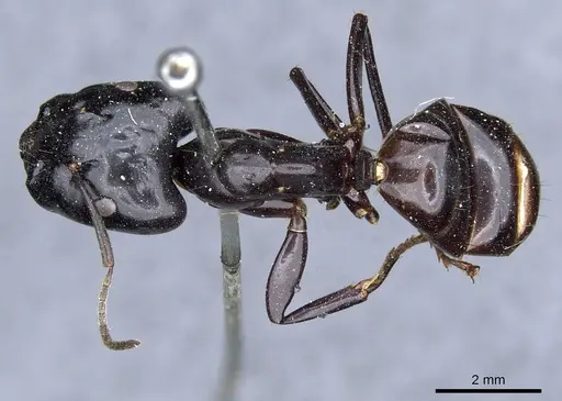 Camponotus contractus - CASENT0905801