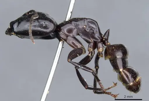 Camponotus contractus - CASENT0905801