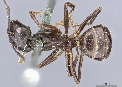 Camponotus contractus - CASENT0905802