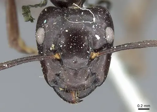 Camponotus contractus - CASENT0905802