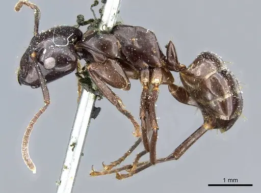Camponotus contractus - CASENT0905802