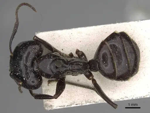 Camponotus contractus - CASENT0906962