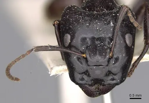 Camponotus contractus - CASENT0906962