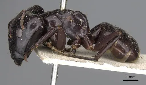 Camponotus contractus - CASENT0906962