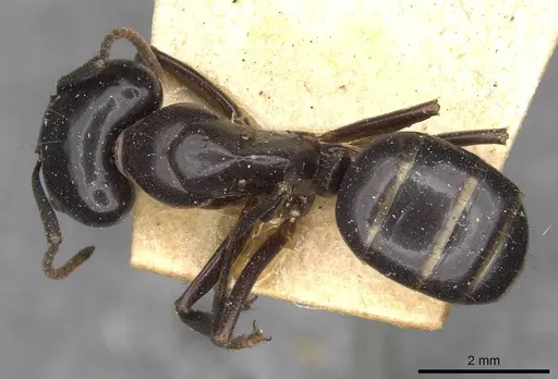 Camponotus contractus - CASENT0910511