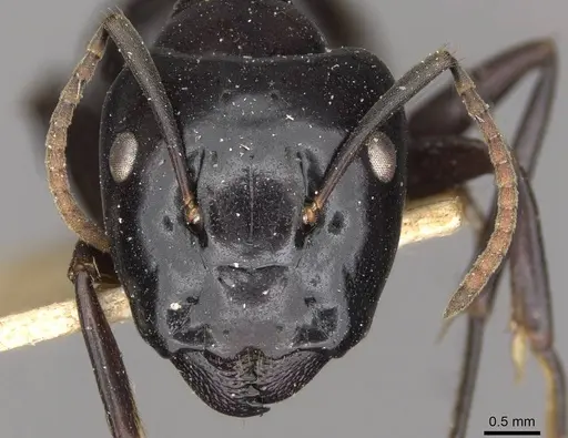 Camponotus contractus - CASENT0910511