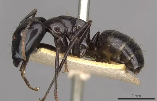 Camponotus contractus - CASENT0910511