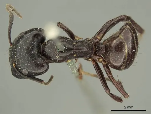 Camponotus contractus - CASENT0915686