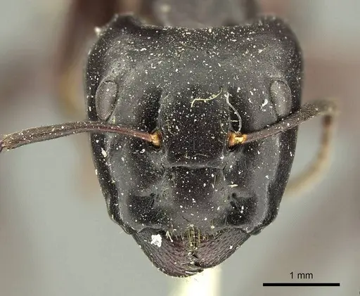Camponotus contractus - CASENT0915686