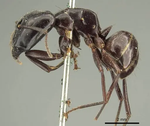 Camponotus contractus - CASENT0915686