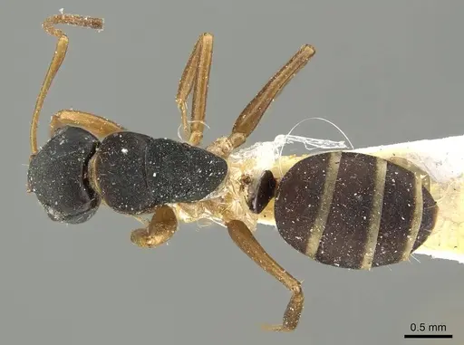 Camponotus conulus specimen