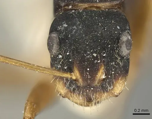 Camponotus conulus specimen