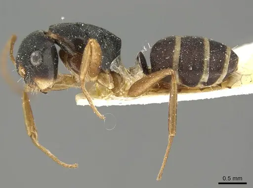 Camponotus conulus specimen