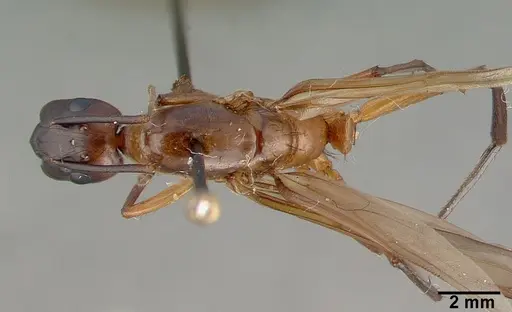 Camponotus convexiclypeus specimen
