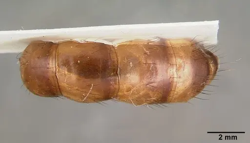 Camponotus convexiclypeus specimen