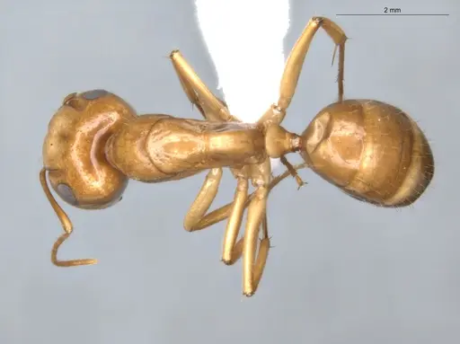 Camponotus coptobregma specimen