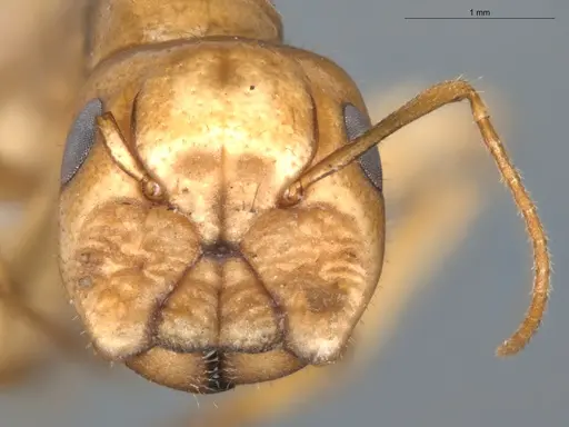 Camponotus coptobregma specimen