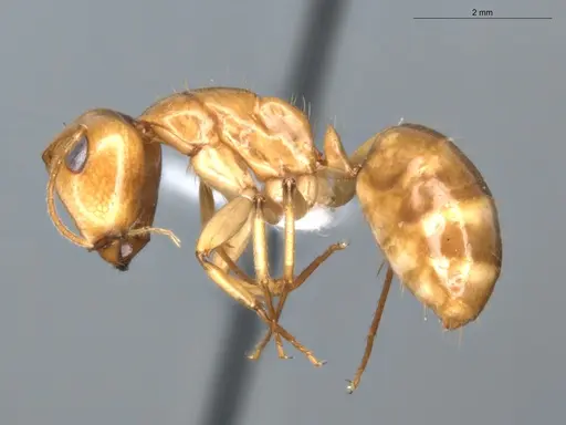 Camponotus coptobregma specimen