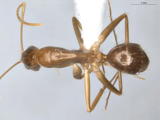 Camponotus coptobregma - ECOFOG-BAF19-0019-09