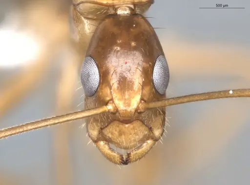 Camponotus coptobregma - ECOFOG-BAF19-0019-09