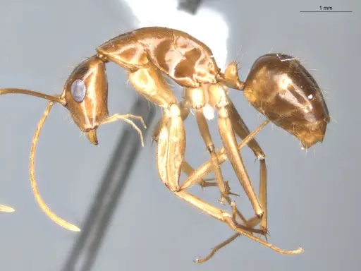 Camponotus coptobregma - ECOFOG-BAF19-0019-09