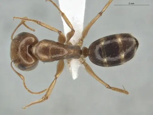 Camponotus coptobregma - ECOFOG-MI15-0481-10