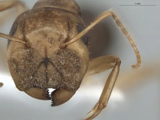 Camponotus coptobregma - ECOFOG-MI15-0481-10