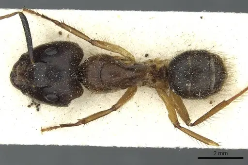 Camponotus cordiceps specimen