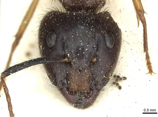 Camponotus cordiceps specimen