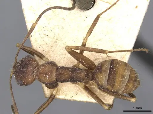 Camponotus coriolanus specimen