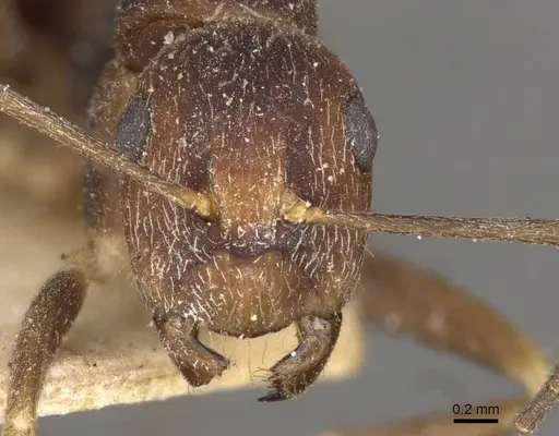 Camponotus coriolanus specimen