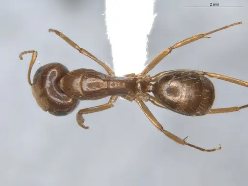 Camponotus coriolanus - ECOFOG-TR17-0151-02