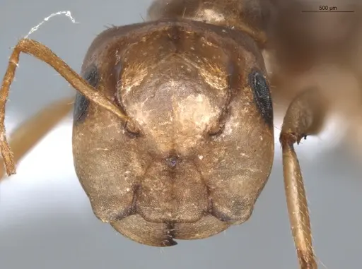 Camponotus coriolanus - ECOFOG-TR17-0151-02