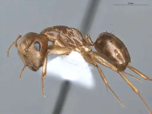 Camponotus coriolanus - ECOFOG-TR17-0151-02