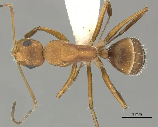 Camponotus coriolanus - JTLC000000442