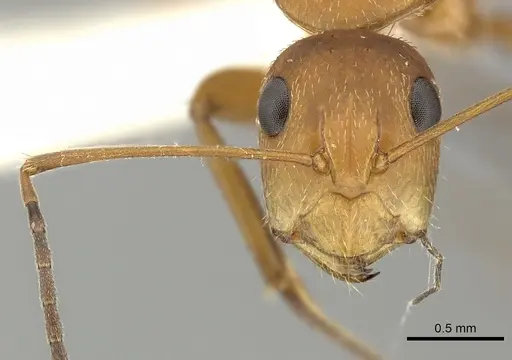 Camponotus coriolanus - JTLC000000442
