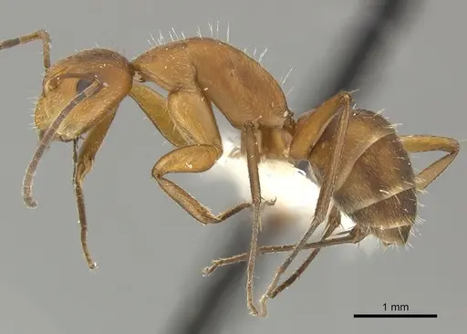 Camponotus coriolanus - JTLC000000442