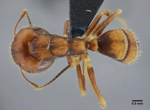 Camponotus coriolanus - UFV-LABECOL-003797