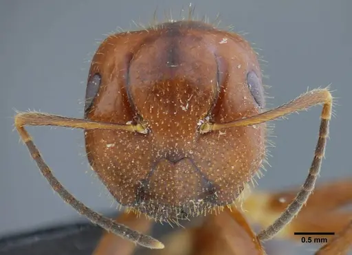 Camponotus coriolanus - UFV-LABECOL-003797