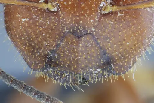 Camponotus coriolanus - UFV-LABECOL-003797