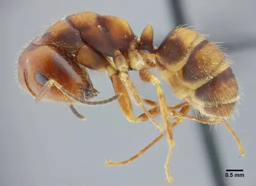 Camponotus coriolanus - UFV-LABECOL-003797