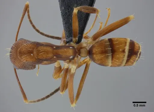 Camponotus coriolanus - UFV-LABECOL-003800